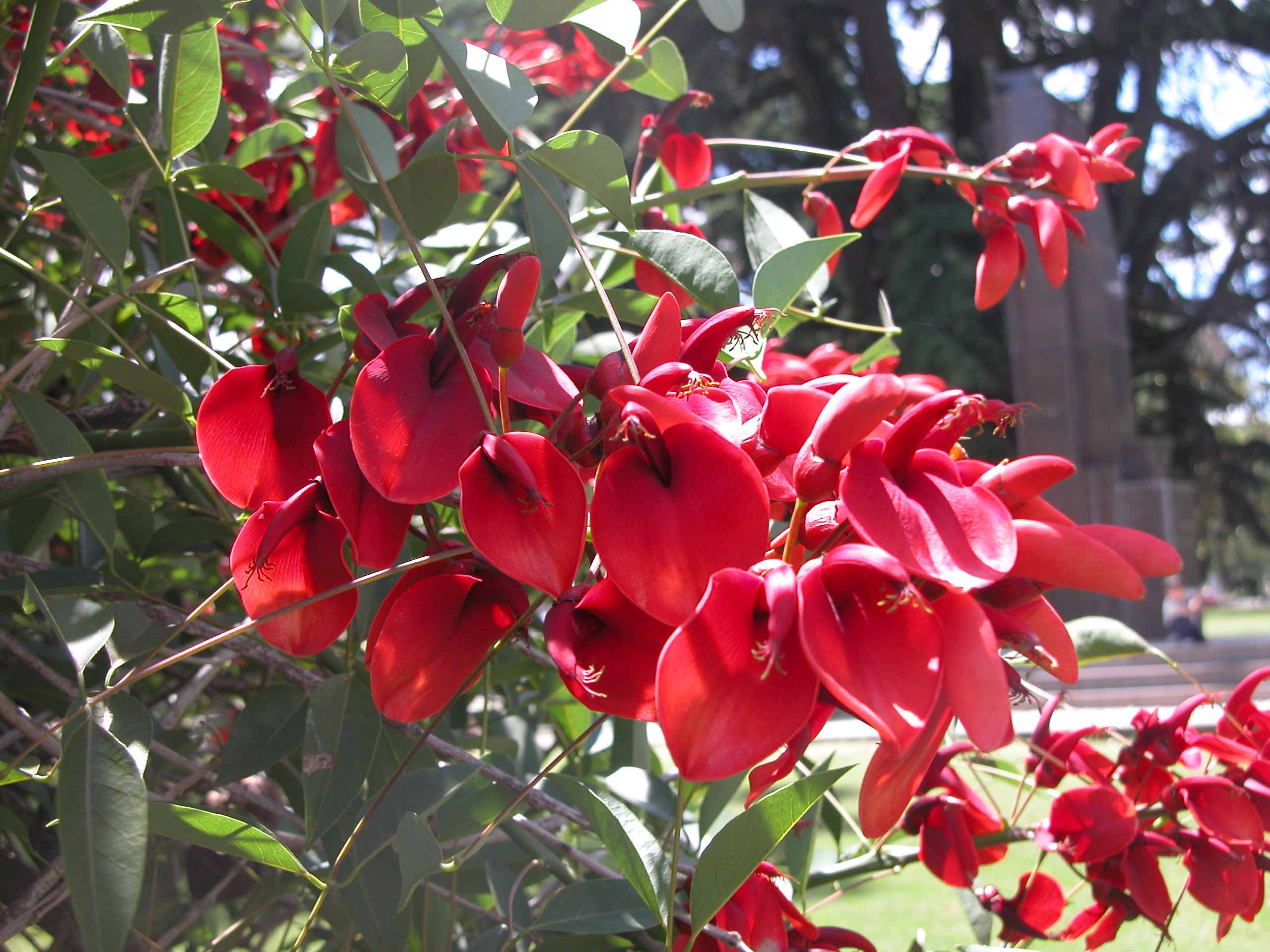 Erythrina_crista-galli_(Ceibo)_Inflorescence giardini pubblici